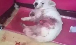 西安狗狗爆料事件视频曝光,视频曝光引发社会关注